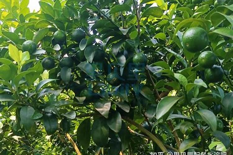 果树增产增收专用叶面肥哪种好？果树用什么肥料能高产？