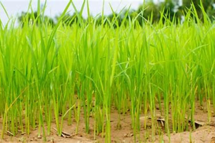 种植禾苗除了要浇水还要干什么？