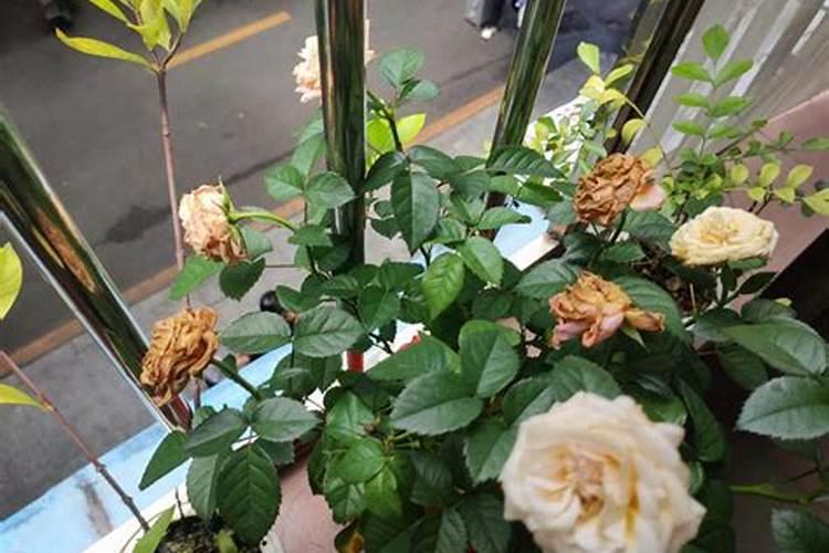 茄子烂花 掉花什么原因!