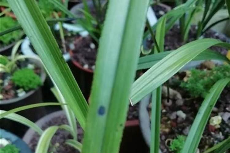 什么肥料起什么作用