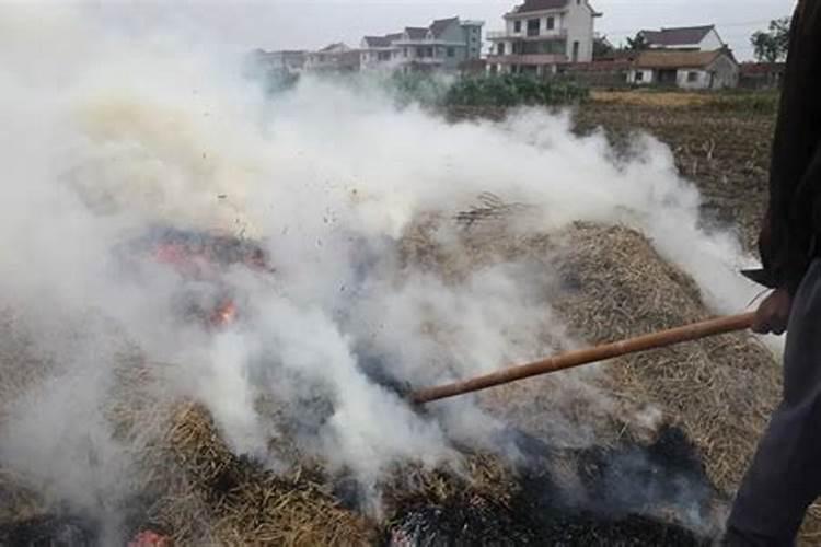 夏季给绿化植物浇水的最佳时间是什么时候