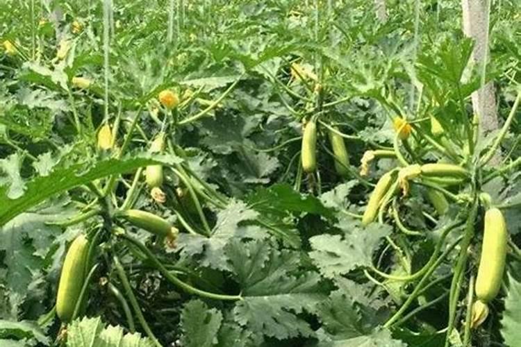 地里种的角瓜怎么成圆圆的了又圆又粗皮还是黄色的