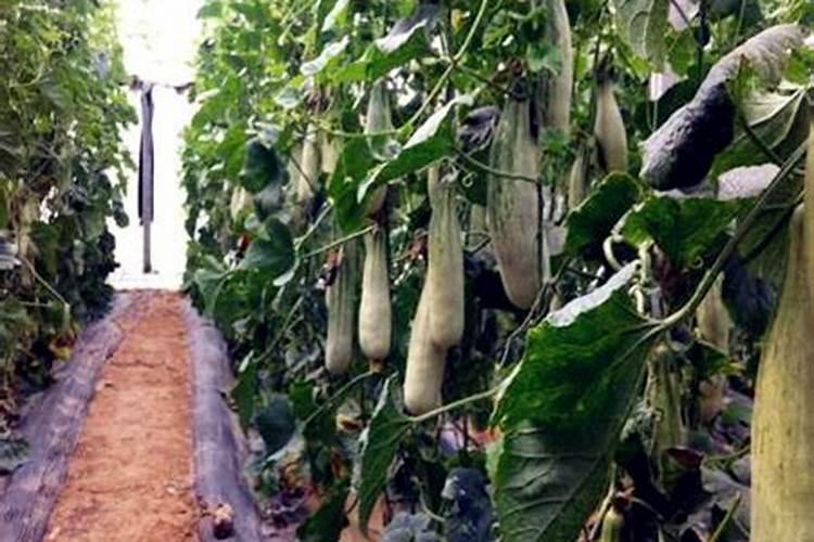 种草莓用熟大豆的用法