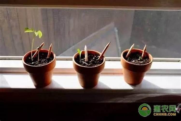 孩子的尿能浇花吗？