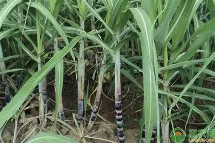 种吊兰的另一种方法就是