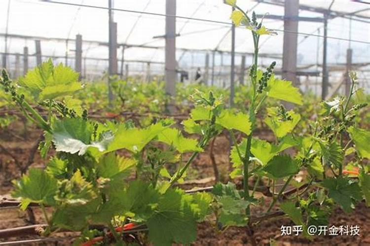 桃树膨果期追施用什么肥料？桃树挂果期施肥用什么肥料？