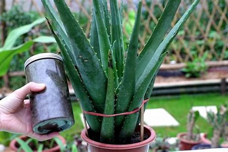 请问从宝鸡虢镇到西安南火车站坐什么车过去？