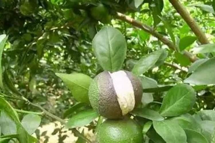 氨基酸和黄腐酸钾啥区别