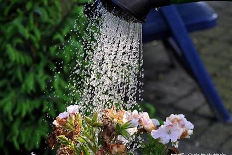 雨水储存多久不能浇花