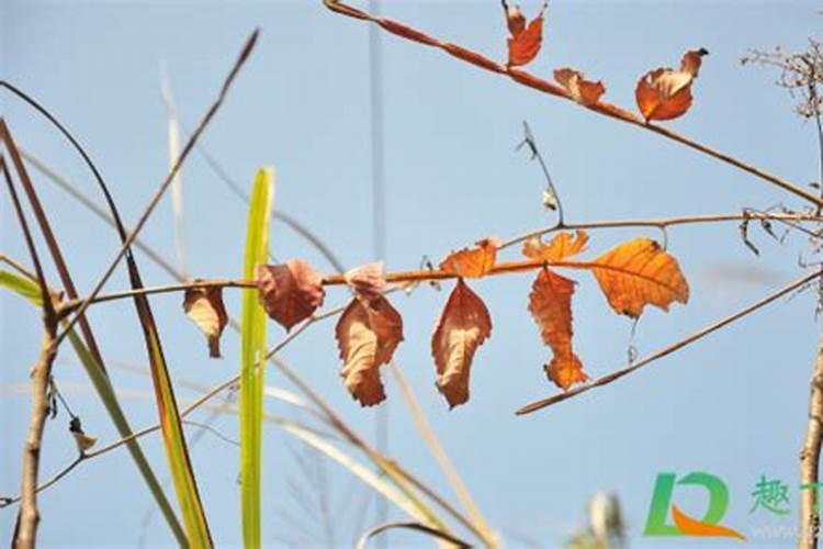 枯萎的叶子可以放花盆中吗