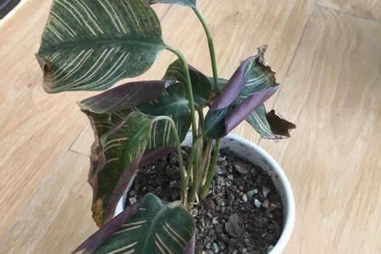 枯树叶怎样发酵成肥料？