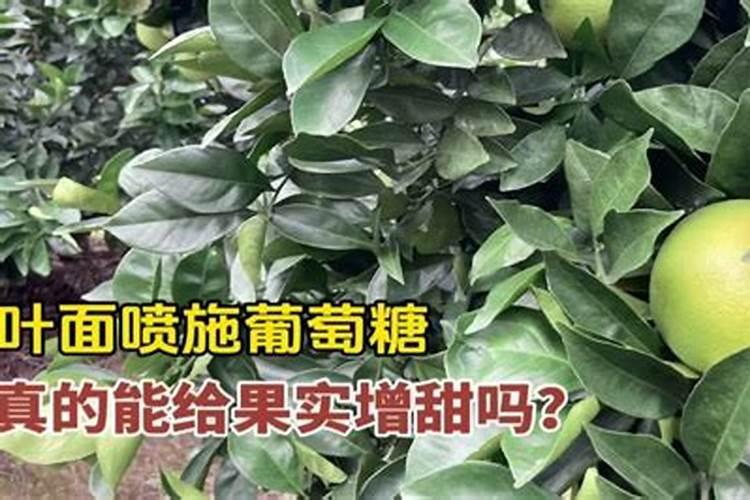 农药甜瓜水浸点用什么药