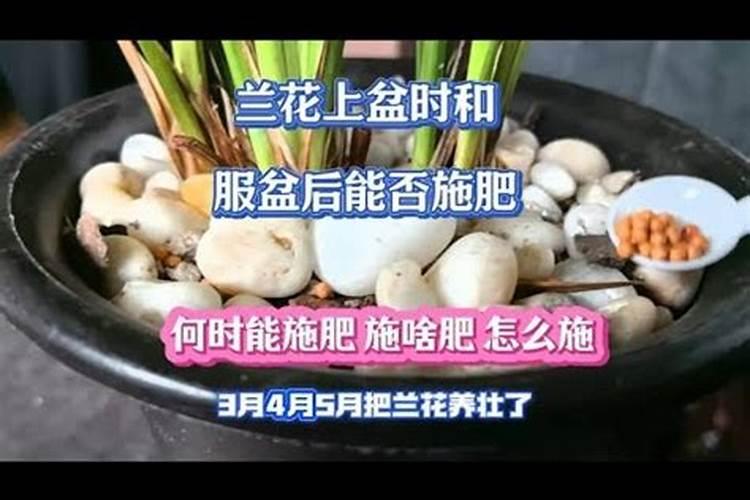 菠萝树是怎么长的