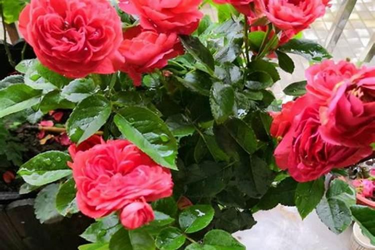 天热养月季,需要做好正确养护,否则容易成药罐子,如何养？