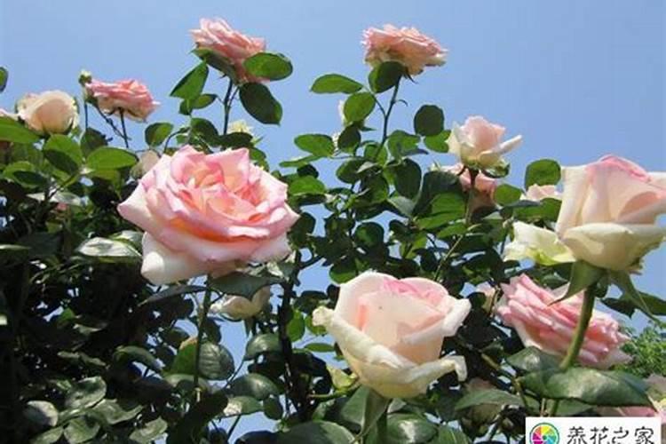 月季最怕三种肥料