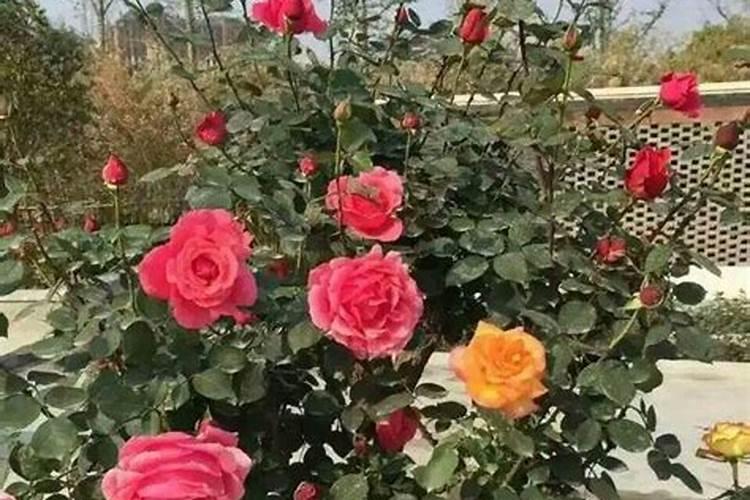 月季在什么温度下可以施肥