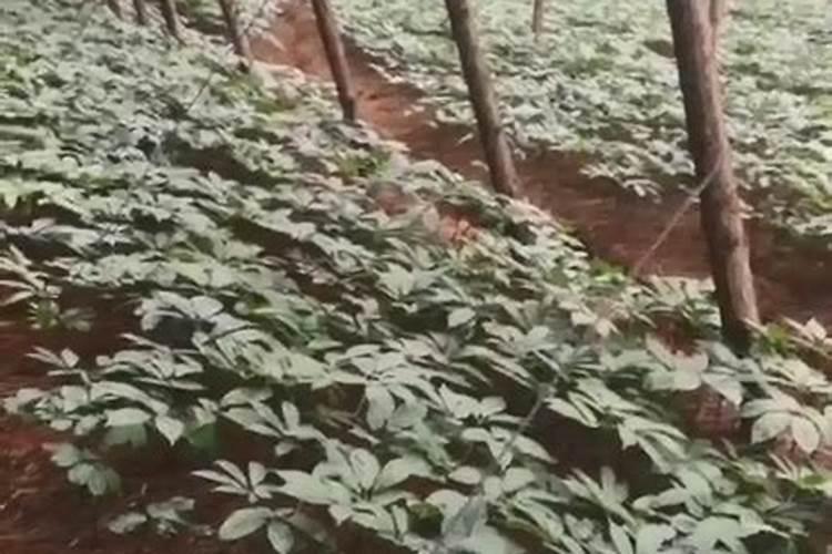 硝态氮肥的含氮量是否比铵态氮肥低？