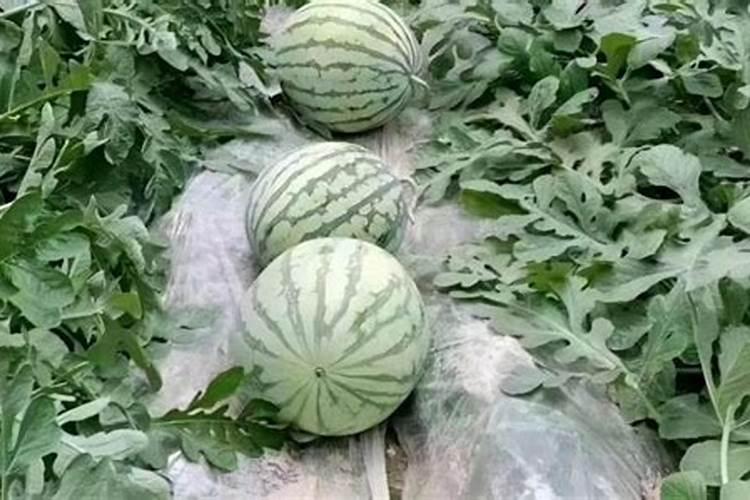 西瓜一亩地上多少底肥料？