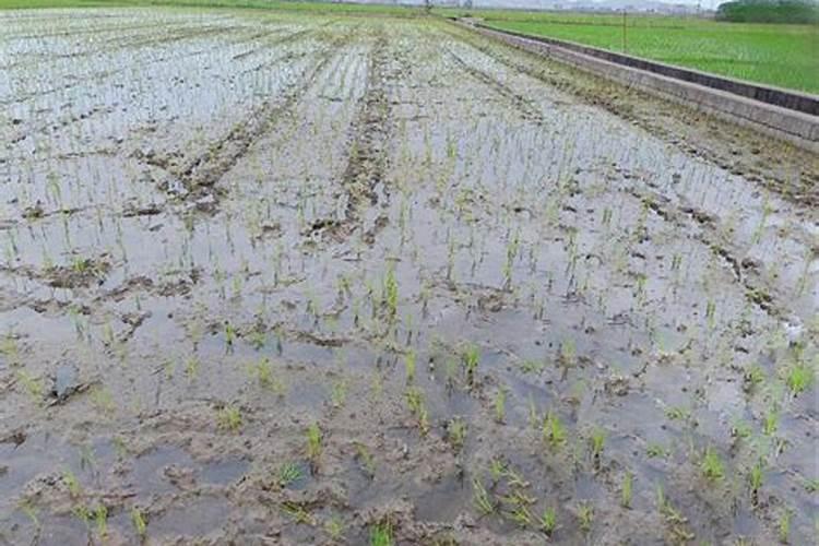 抛秧种水稻的农民,应该注意哪些问题