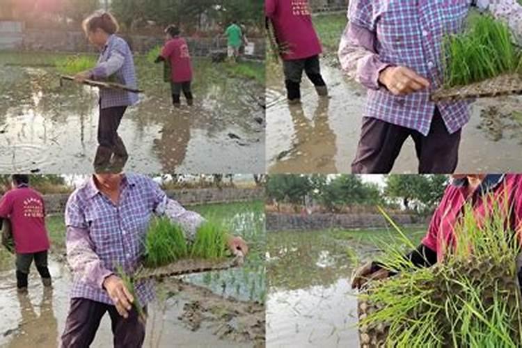 博Ⅲ优黄占栽培技术要点