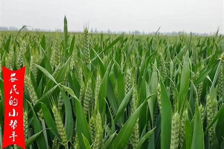 镁在葡萄树上的作用？