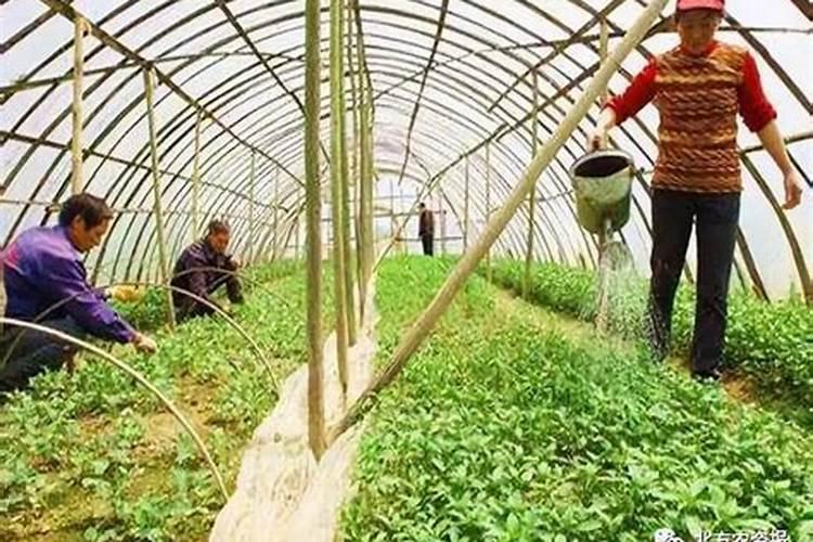 盐中含钾可以用做肥料吗