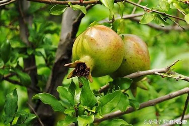 石榴怎样施肥 秋施在石榴树落叶前后