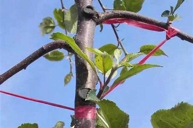 用尿素每天放一点浇花怎么样