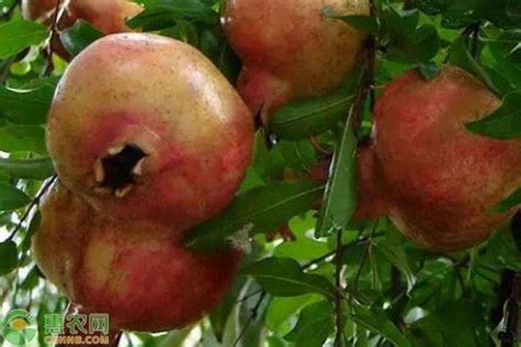 石榴树最好的肥料是什么？