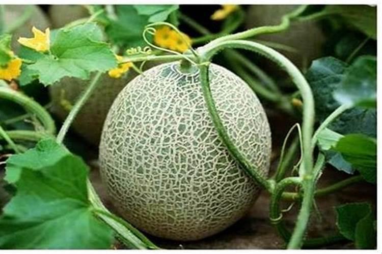 海南哈密瓜一般几月份用膨果肥？