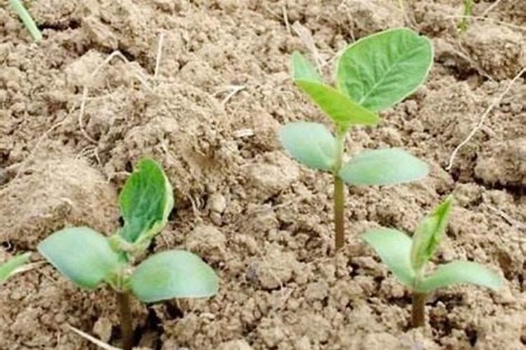 小麦返青肥你知道该咋施吗？施多少合适？2021年小麦返青肥施肥建议