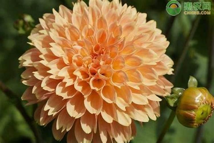 大丽花施什么肥最好