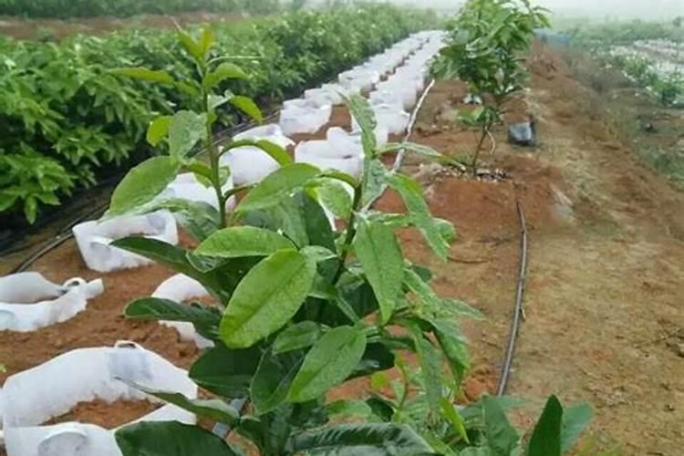 洋芋追肥用什么肥料好 注意事项有哪些