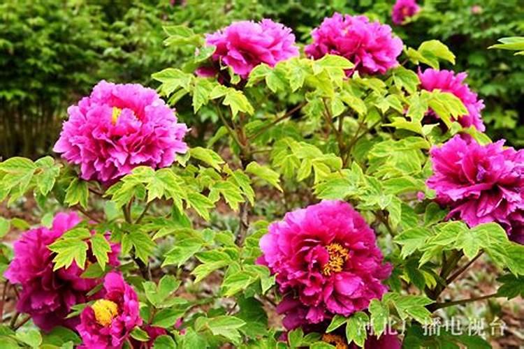 牡丹花施肥时间和方法