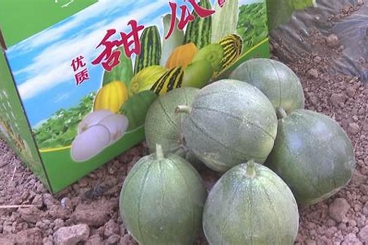 红薯苗长出地面喷什么叶面肥最好？