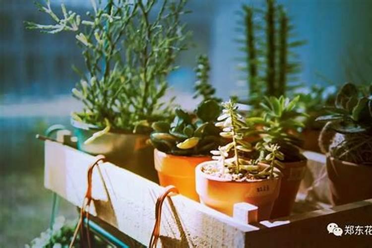 桃树叶面追肥什么时间最合适？