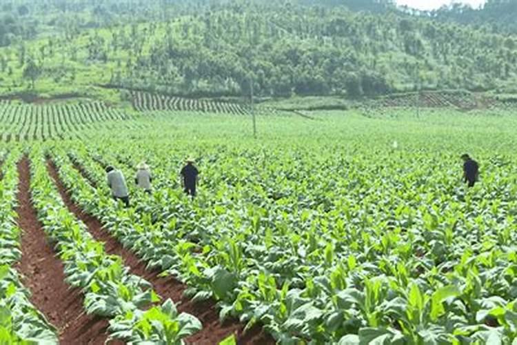 种烤烟用什么肥料好？