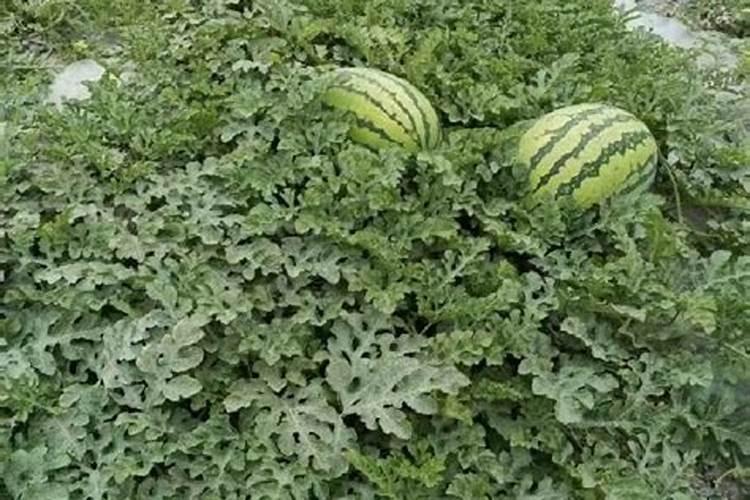 磷肥和钾肥可以用家中的哪些来替代