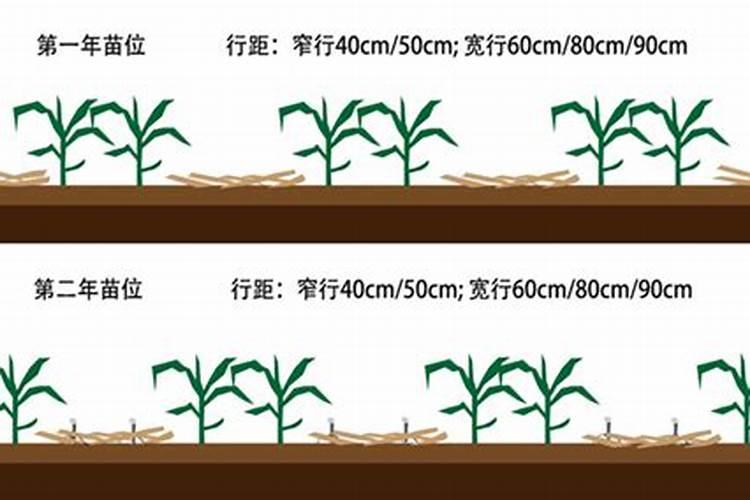 玉米秸秆还田注意事项