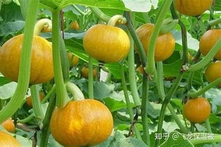 2021年磷复肥会议在哪召开