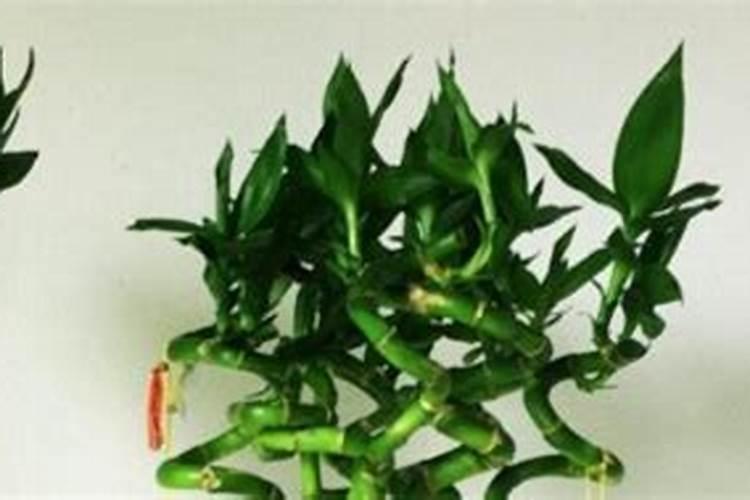 龙竹的产地及生长习性