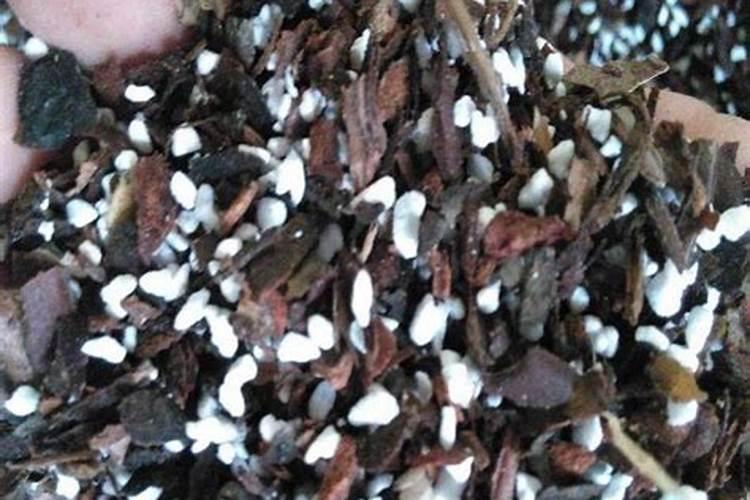 兰草花施什么肥料