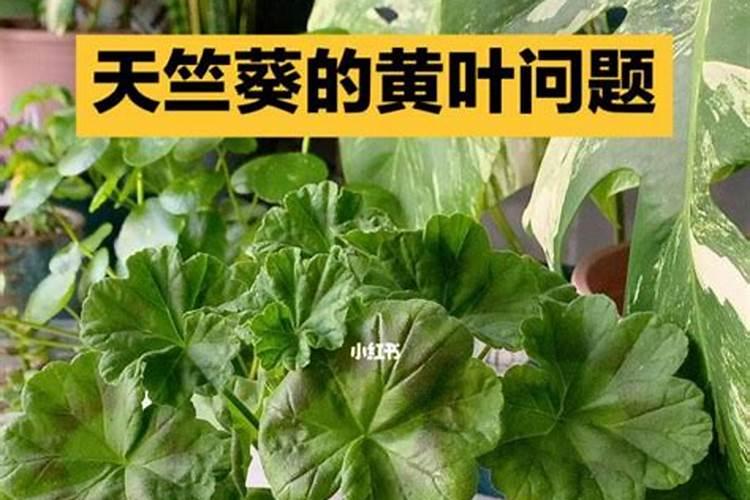 天竺葵黄叶子怎么回事