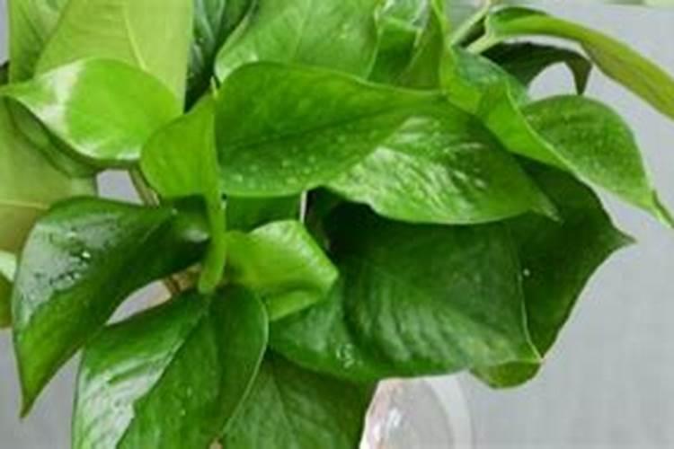 水溶肥给花怎样使用