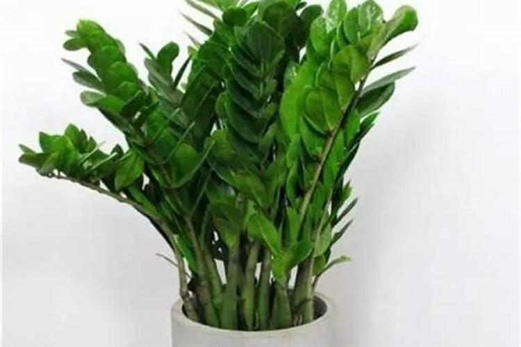 花多多1号适合什么植物