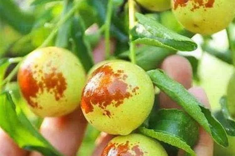 冬枣如何施肥才能高产