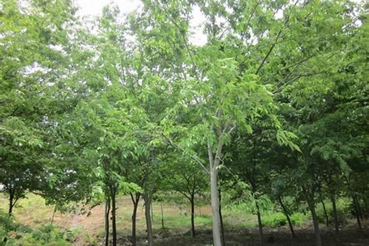 榉树怎么施肥？