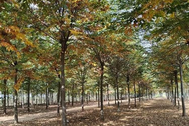 榉树施什么肥料长得快