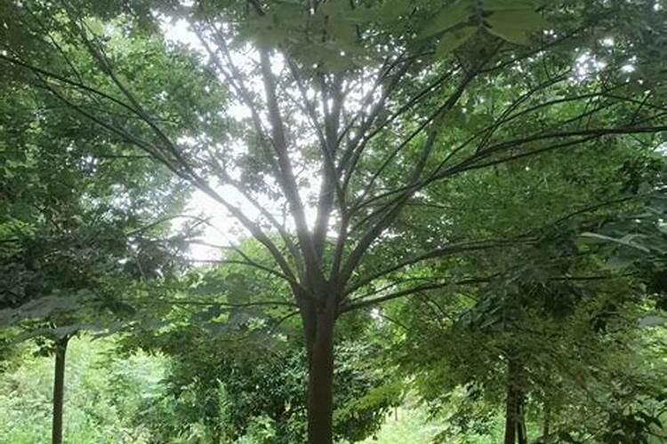 榉树生长速度用什么肥料