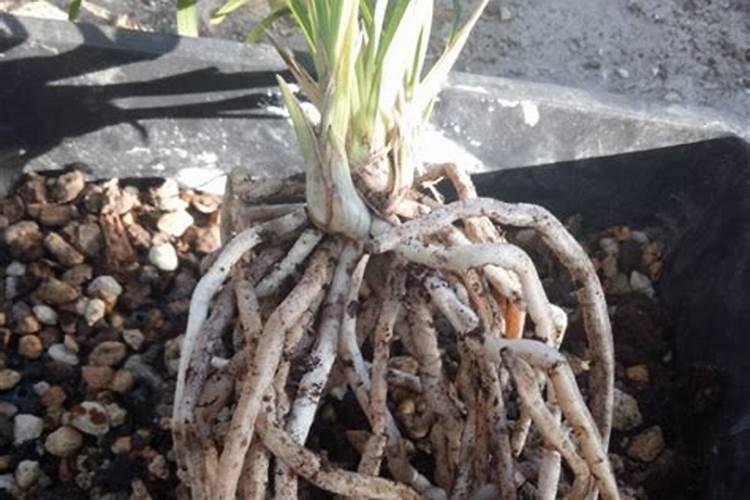 矿源黄腐酸钾浇兰花多少倍合适？